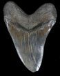 Serrated, Megalodon Tooth - Monster Tooth! #35961-2